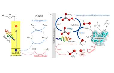 HCO3− puts a new spin on photobioelectrocatalysis for C–H activation 2026.101017
